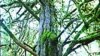 The drug Taxol, made from the bark of the Pacific yew, helps fight breast and ovarian cancers.