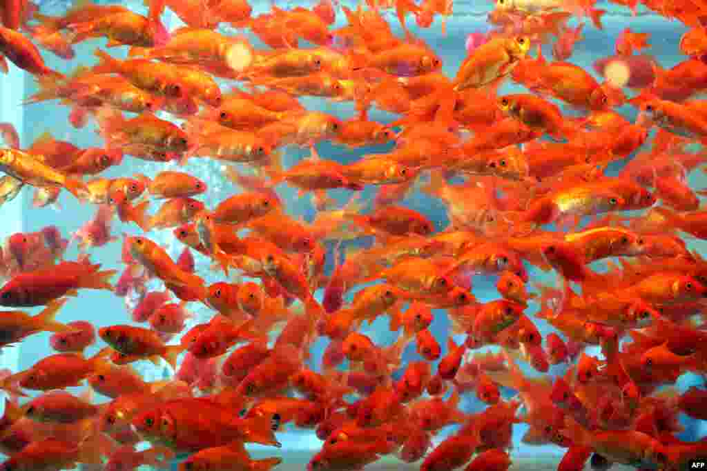 Goldfish are displayed for sale to celebrate the upcoming Persian new year Noruz at Sadeqyeh Square in Tehran on March 17, 2016.