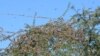 FILE - Locusts sit in trees near Miyal village in Banaskantha district some 250km from Ahmedabad, Dec. 27, 2019. A massive locust invasion has destroyed thousands of hectares of crops in northwest India, authorities said.