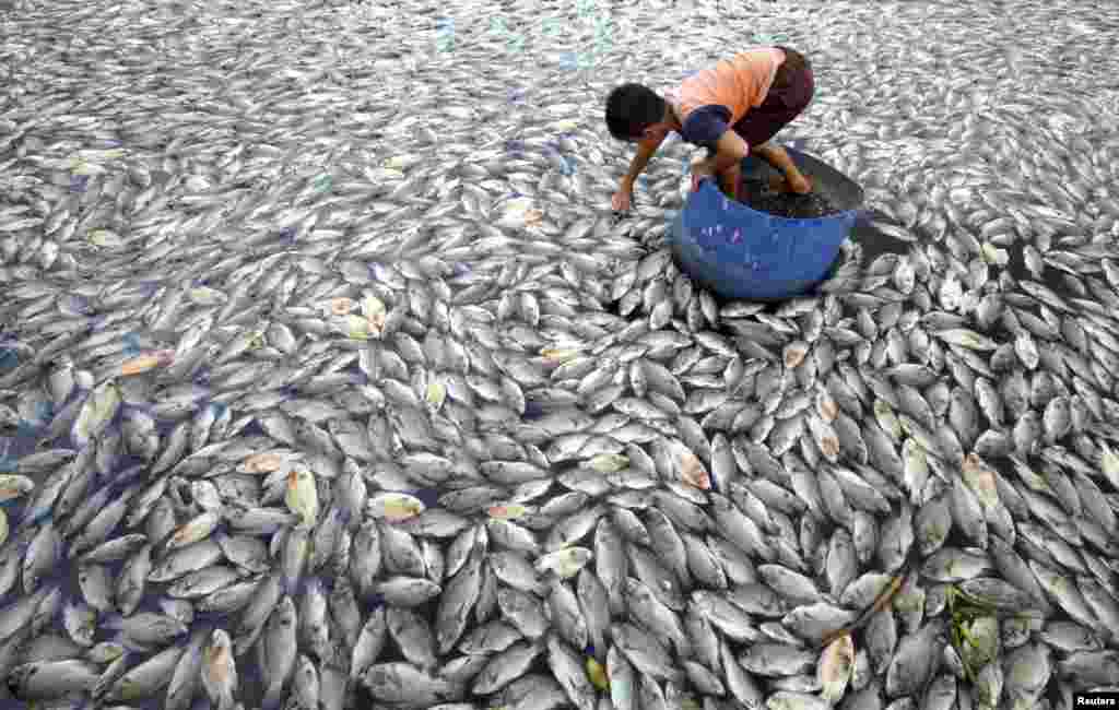 A child examines some of the dead farmed fish floating in Lake Maninjau, West Sumatra province, Indonesia, Feb. 20, 2016, in this photo taken by Antara Foto.
