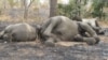 FILE - Elephants were killed by poarchers at Bouba Ndjidda National Park in northern Cameroon, near the border with Chad, Feb. 23, 2012.