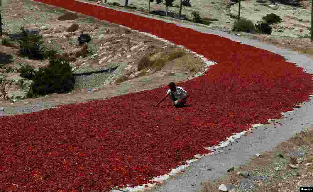 Seorang petani menjemur cabe merah yang baru dipanen di provinsi Kilis, Turki.