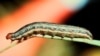 Raammoon 'Armyworm' Jedhamtuu Biyyoota Afrikaa Diigdamii Tokkootti Babalachuun Oomishaaf Soodaa Uume