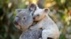 This undated handout from the Australia Zoo received on August 22, 2017 shows a white koala joey on her mother Tia at the Australia Zoo on Queensland's Sunshine Coast.
