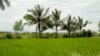 ស្រែរបស់កសិករក្នុងក្រុងកំពត ខេត្តកំពត ដែលត្រូវបានទឹកប្រៃហូរចូល កាលពីថ្ងៃទី ២ ខែតុលា ឆ្នាំ ២០២១។ (ស៊ុន ណារិន/VOA Khmer)
