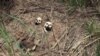 FILE - Human skulls suspected to belong to victims of combat between government army and Kamuina Nsapu militia are seen on the roadside in Tshienke near Kananga, the capital of Kasai-central province of the DRC, March 12, 2019.