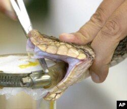 Bisa ular diekstraksi dari ular Velvet Killer (Bothrops asper) di Clodomiro Picado Institute di Coronado, Kosta Rika.