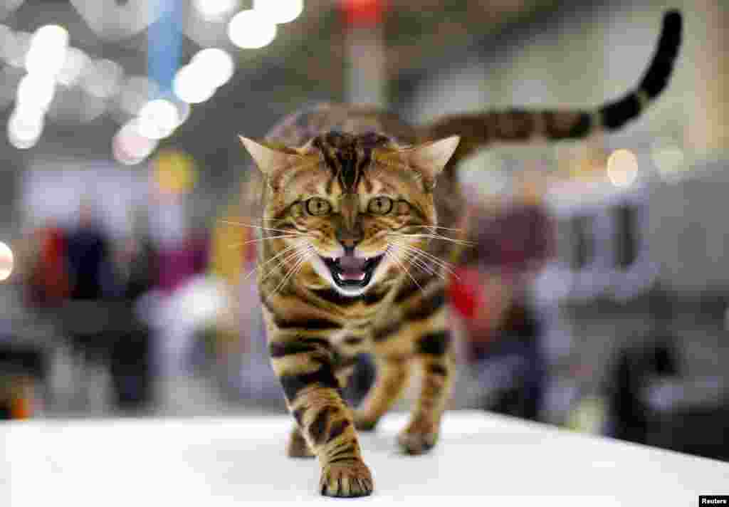 A Bengal cat is seen during the Mediterranean Winner 2016 cat show in Rome, Italy.