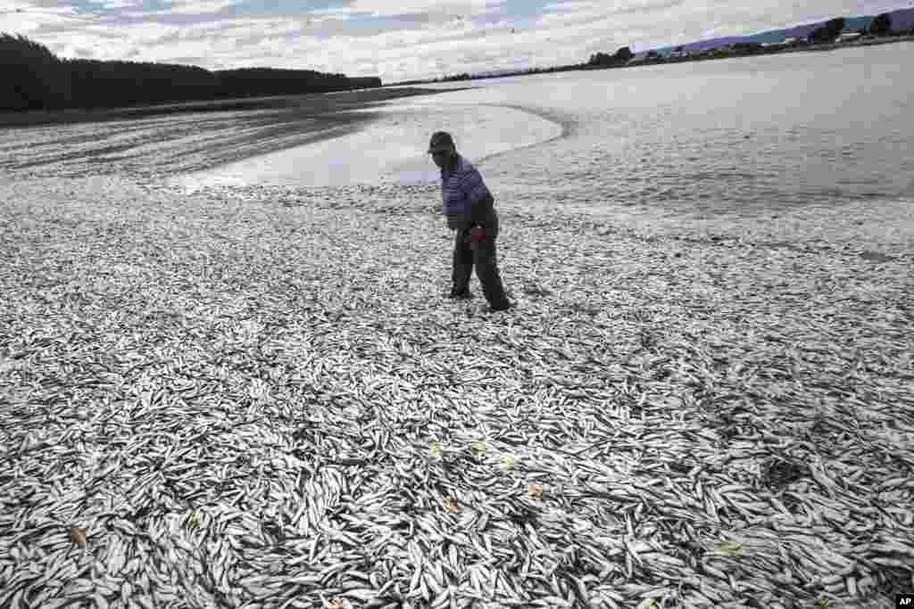 Fisherman Joaquin Martinez walks on a beach blanketed with dead sardines in Tolten, Temuco, Chile, May 15, 2016. The government has declared an emergency zone along Chile&#39;s south as it deals with the algae bloom known as red tide, which kills fish with a toxin that paralyzes the central nervous system.