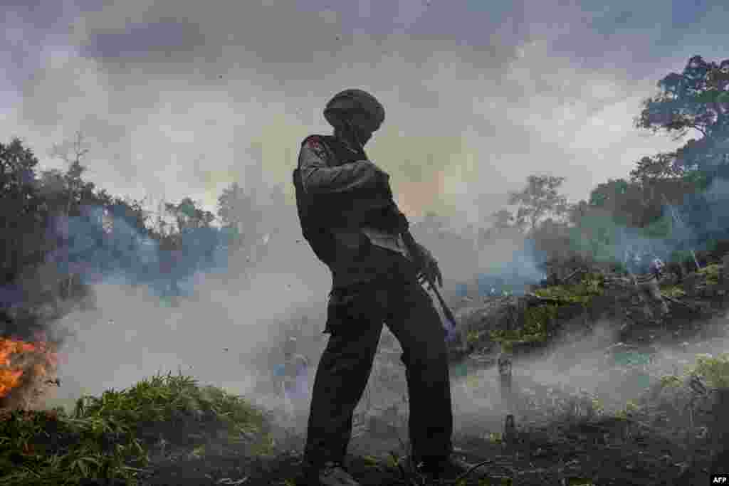 Marijuana plants are burned during a raid by Indonesia&#39;s National Narcotics Board, the police and the military where they destroyed some 4.5 hectares of cannabis plantations in the Lamteuba forest line, Aceh province.