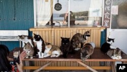 Turista fotografiše mačke okupljene u restoranu u luci Nitoda na ostrvu Tashirojima u Išinomakiju, severoistočno od Japana, u subotu, 18. maja 2024. (AP Photo/Hiro Komae)