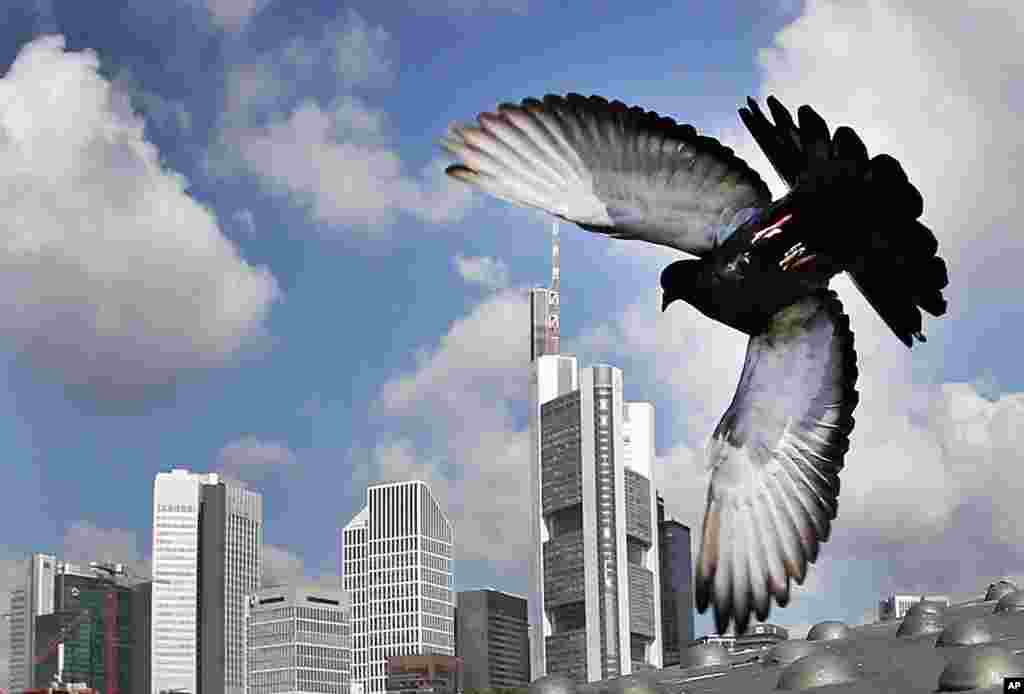 Seekor burung merpati terbang di atas gedung-gedung di kota Frankfurt, Jerman.
