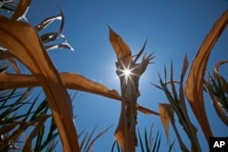 FILE - A dry field of corn is seen near Fremont, Nebraska.