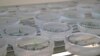 FILE - This Sept. 27, 2018, photo shows citrus seedlings used for gene editing research at the University of Florida in Lake Alfred. New Zealand on Aug. 12, 2024, promised legislation to make it easier to develop and commercialize products using gene technologies.