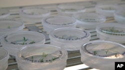 FILE - This Sept. 27, 2018, photo shows citrus seedlings used for gene editing research at the University of Florida in Lake Alfred. New Zealand on Aug. 12, 2024, promised legislation to make it easier to develop and commercialize products using gene technologies.
