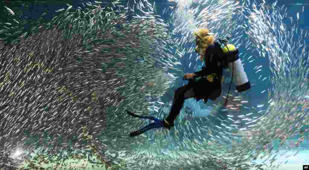 Seorang penyelam berenang di antara ikan-ikan pada Aquarium Coex di kota Seoul, Korea Selatan yang merupakan bagian dari acara liburan musim panas di sana.