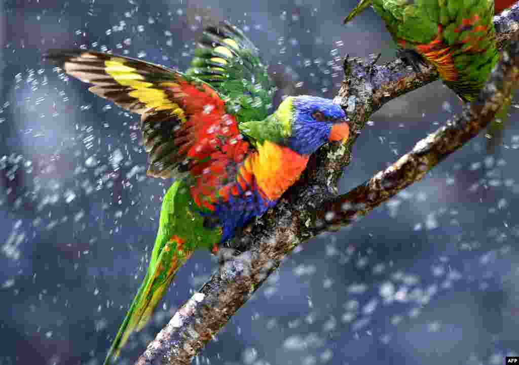 Seekor burung beo warna pelangi mendinginkan diri di dekat semprotan air pada udara yang panas di Pessac, Perancis.