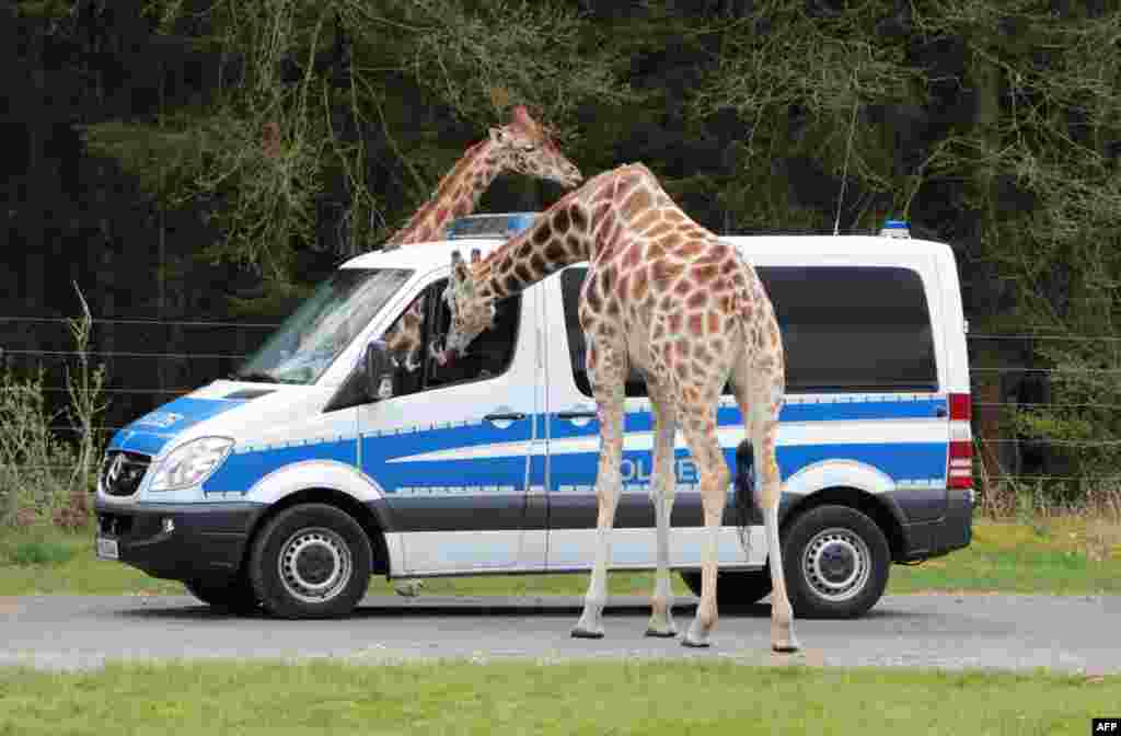 This Handout photo shows giraffes investigating the police cars parked at the Serengeti-Park in Hodenhagen, central Germany where some 250 of the police involved in the Obama visit were staying.&nbsp;Obama is in Germany on the last leg of his tour of Europe and the Gulf, planning to underscore close ties with Chancellor Angela Merkel and make the case for a controversial transatlantic free trade agreement (TTIP).