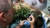 A burnt koala named Anwen, rescued from Lake Innes Nature Reserve, receives formula at the Port Macquarie Koala Hospital ICU in Port Macquarie, Australia, Nov. 7, 2019.