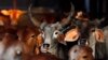 FILE - Rescued cattle are seen at a "goushala", or cow shelter, run by Bharatiya Gou Rakshan Parishad, an arm of the Hindu nationalist group Vishwa Hindu Parishad (VHP), at Aangaon village in the western Indian state of Maharashtra.