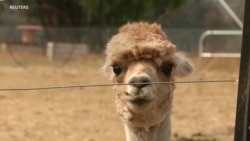 Australians Save Sanctuary Animals from Raging Bushfires