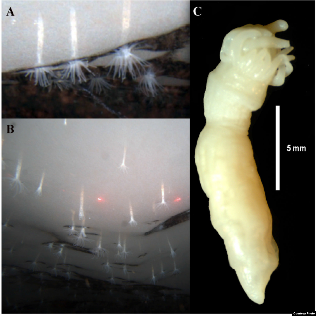 It is not clear how the ANDRILL sea anemone withstands the harsh conditions under a glacier on the Ross Ice Shelf in Antarctica. The 2.5 centimeter creatures were discovered when the Antarctic Geological Drilling Program (ANDRILL) sent a remotely operated submersible vehicle into holes that had been drilled into the ice. (SCINI/Marymegan Daly)