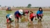 FILE - North Korean farmers plant rice seedlings in a field at the Sambong Cooperative Farm, South Pyongan Province.