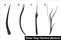 The four feather types: filaments, filament bunches, tufted filament, and down feather, based on Jurassic Period fossils unearthed in China, are seen in this illustration handout, released from University of Bristol in Bristol, United Kingdom, Dec. 14, 2018.