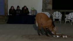 Former Brazilian Seminary Offers Sanctuary for Threatened Wolves