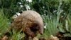 Coronavirus: la Chine suspecte le pangolin d'être la bête noire source de l'épidémie