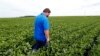 FILE - farmer Michael Petefish walks through his soybeans at his farm near Claremont in southern Minnesota.
