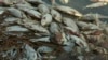 This image made from a video taken Jan. 7, 2019, shows dead fish along the Darling River bank in Menindee, New South Wales, Australia.