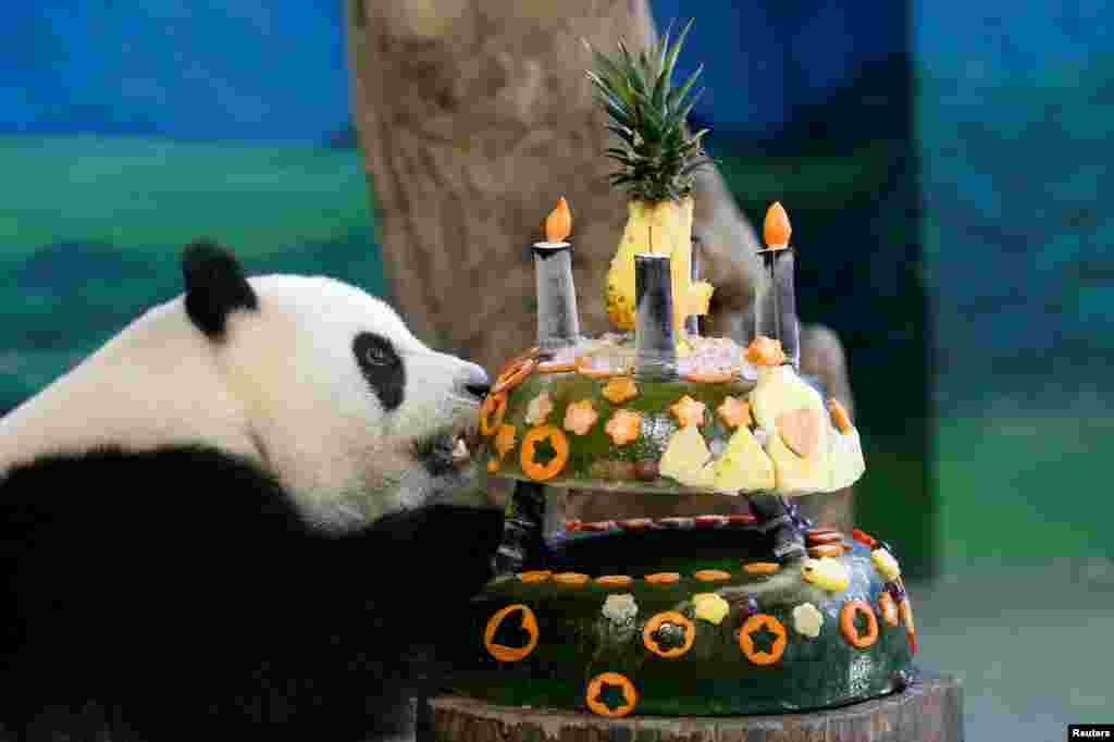 在台湾台北动物园，大熊猫圆仔吃&ldquo;生日蛋糕&rdquo;，蛋糕是用冰和水果制作的（2017年7月6日）。圆仔的父母是来自四川的大熊猫&ldquo;团团&rdquo;&ldquo;圆圆&rdquo;。