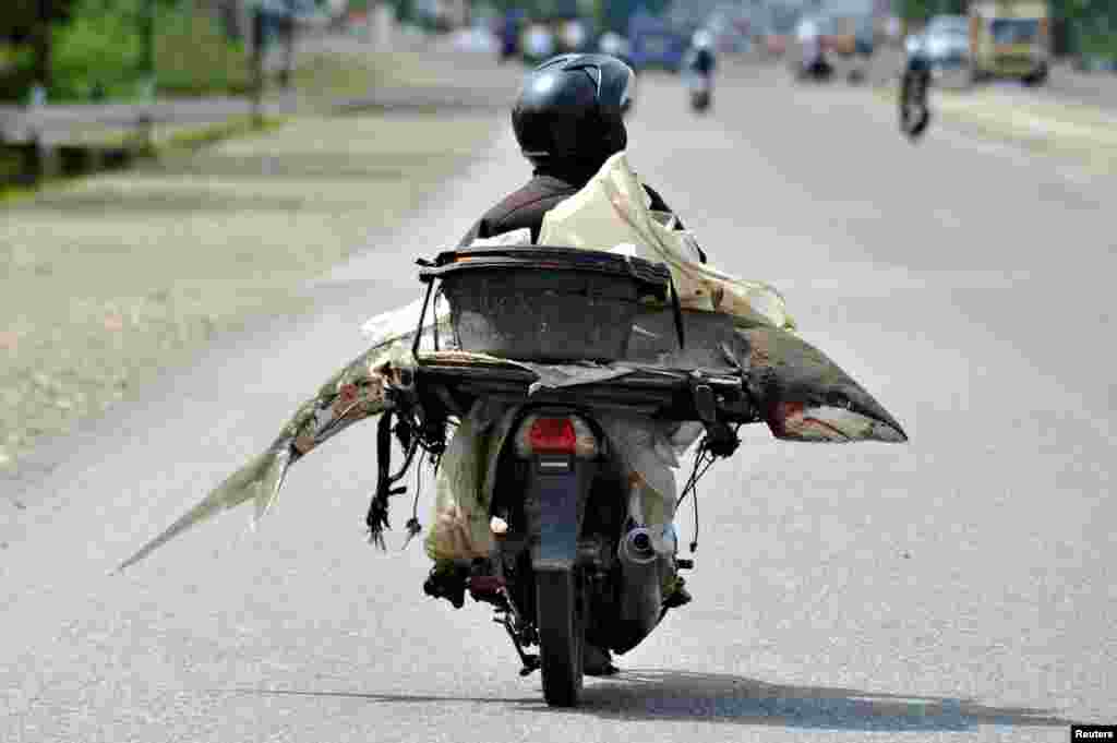 Seorang pria membawa ikan hiu dengan sepeda motor di Padang, Sumatra Barat (foto: Antara).