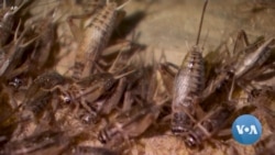 Bugs Are Good For You if You Can Stomach Them 