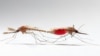 Birth Control Plugs Male Malaria Mosquitoes