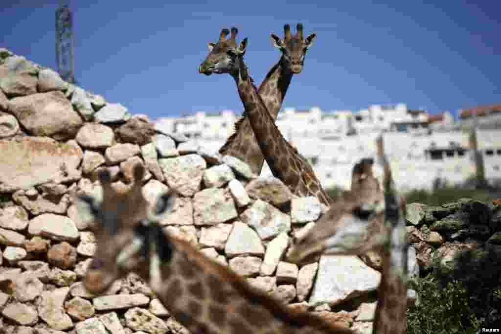 Giraffes look out from their enclosure at Jerusalem&#39;s Biblical Zoo.