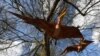 FILE - Animatronic pterosaurs are seen ahead of an interactive exhibition, Jurassic Kingdom, at Osterley Park in west London, Britain, March 31, 2017.
