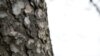 Bark on pine tree trunk