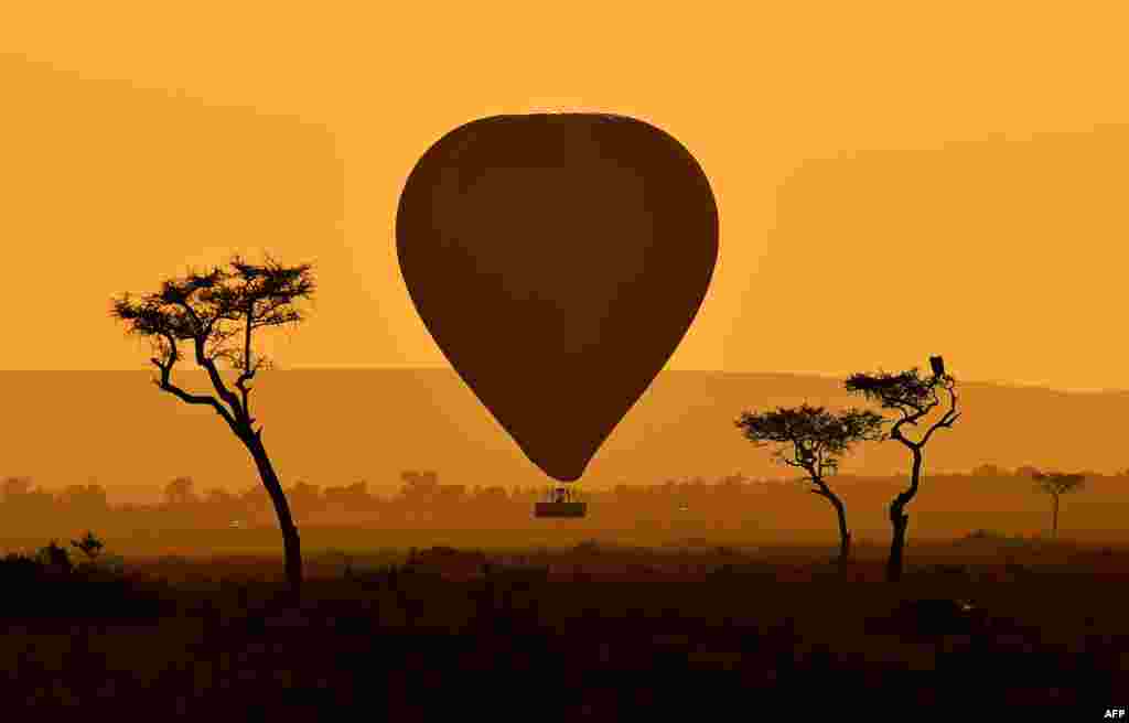 Para turis menaiki balon udara untuk menyaksika migrasi ribuan wildebeest (sejenis kambing Afrika) di suaka margasatwa Masai Mara di Kenya.