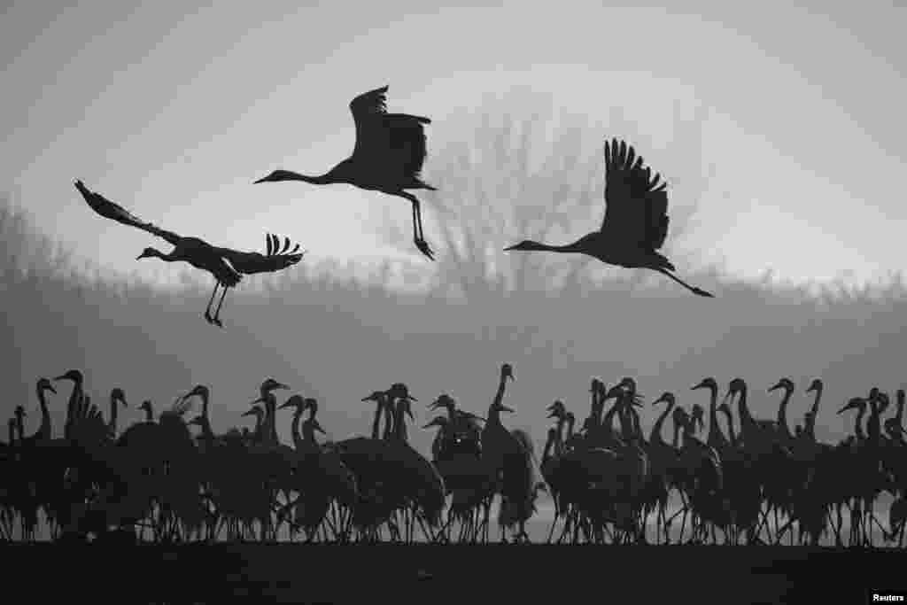 Migrating cranes stand as others fly over the Hula Lake Ornithology and Nature Park in northern Israel.