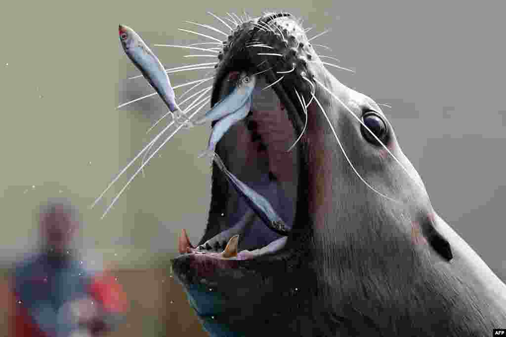 A sea lion eats sardines in the Marineland theme park on the French Riviera city of Antibes, southeastern France.