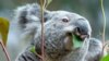 FILE - A male koala named Oobi-Ooobi at the Leipzig Zoo in Leipzig, central Germany, June 15, 2016. 