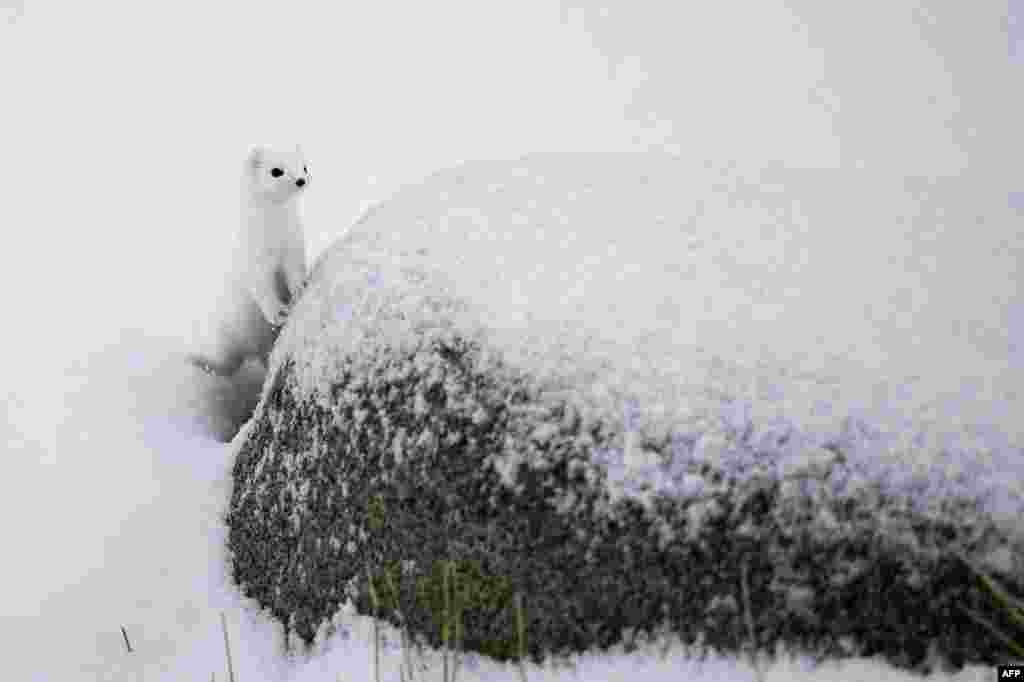 An arctic weasel stands on the snowy beach of Unstad, Lofoten Island, in the Arctic Circle.
