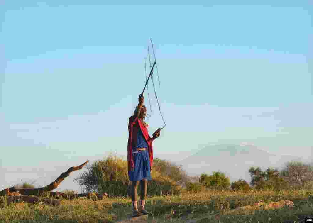 A Kenyan Maasai &quot;Moran&quot; (warrior) scans with a radio antenna for a signal from a radio-collar fitted on a lioness in order to establish her pride&#39;s location in the surrounding scrubat the Selenkay community conservancy.