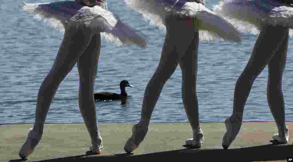 A duck paddles past three dancers from The Australian Ballet, dressed in white swan tutus pose for photos on floating barge in Penrith Lake in Sydney. The Australian Ballet announced it will perform on an open-air stage on Lake Penrith in November.