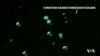 Plankton Poop May Help Scientists Predict Climate Changes