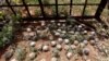 FILE - Cluster bomblets are gathered in a field in al-Tmanah town in southern Idlib countryside, Syria, May 21, 2016. 