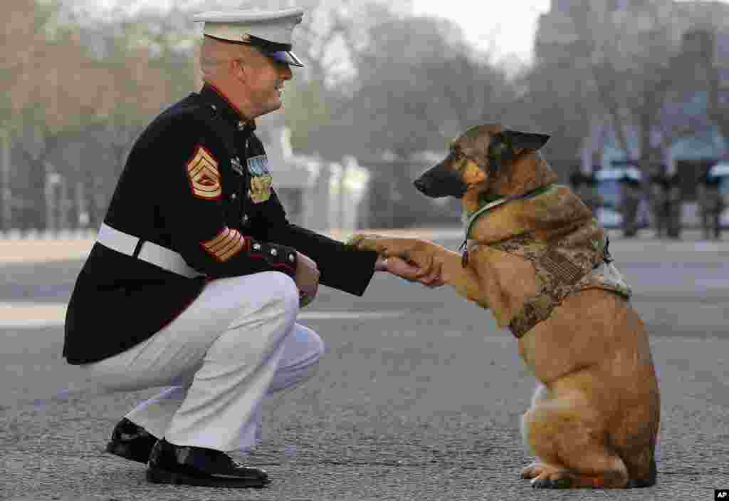 Gunnery sergeant Christopher Willingham, of Tuscaloosa, Alabama, USA, poses with retired U.S. Marine dog Lucca, after Lucca received the PDSA Dickin Medal, awarded for animal bravery, equivalent of the Victoria Cross, at Wellington Barracks in London. The 12-year-old German Shepherd lost her leg on 23 March 2012, in Helmand Province, Afghanistan, after she discovered a 30-pound improvised explosive device. As she searched for additional IEDs, a second device detonated, instantly blasting her front left leg. Lucca completed more than 400 separate missions in Iraq and Afghanistan during six years of active service protecting the lives of thousands of troops.