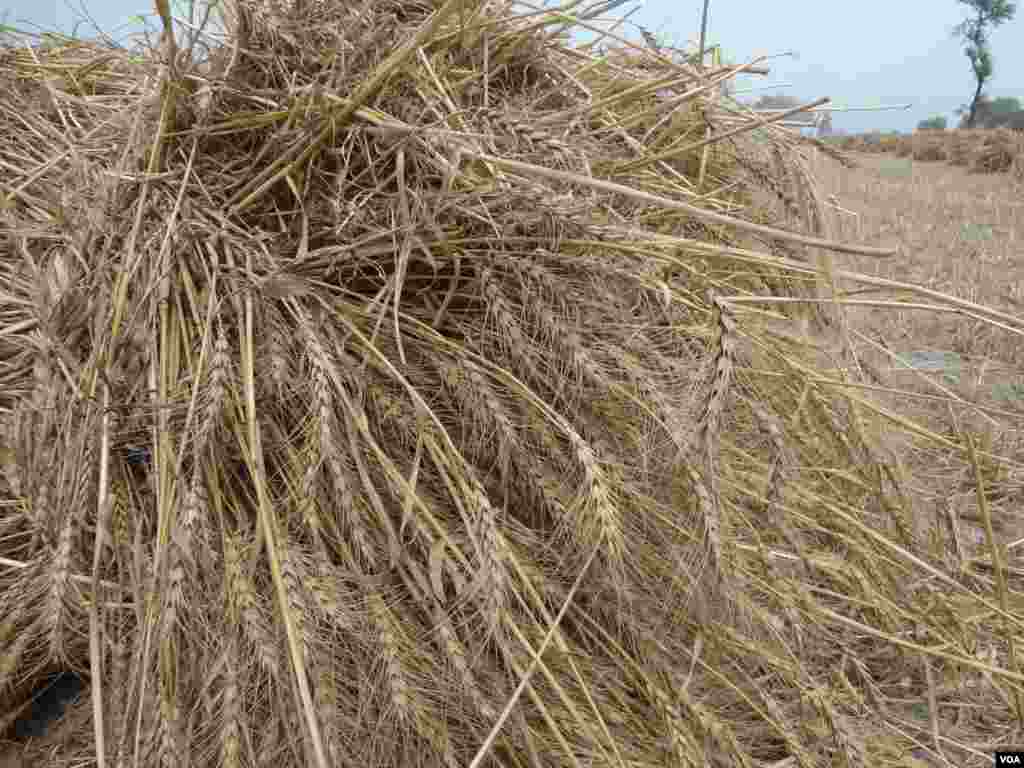 گندم کی فصل کی کٹائی کے بعد کسان اگلی فصل کی تیاری کرتے ہیں۔